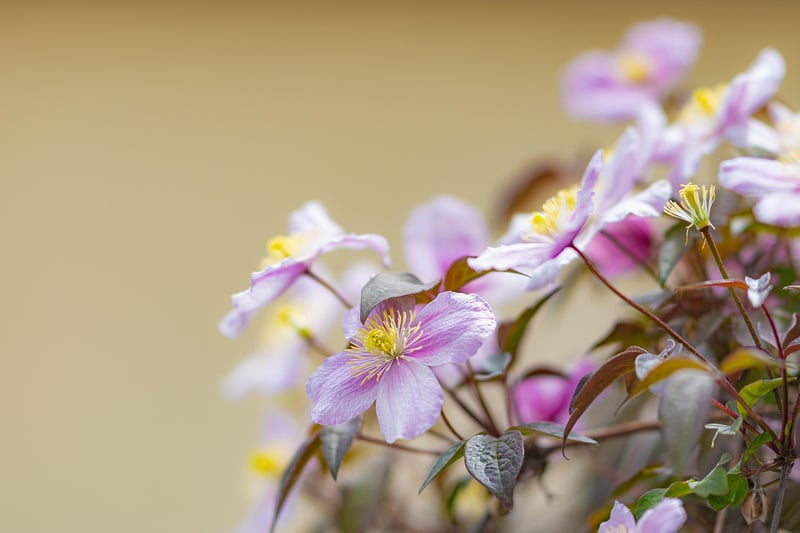 Flowering Vines