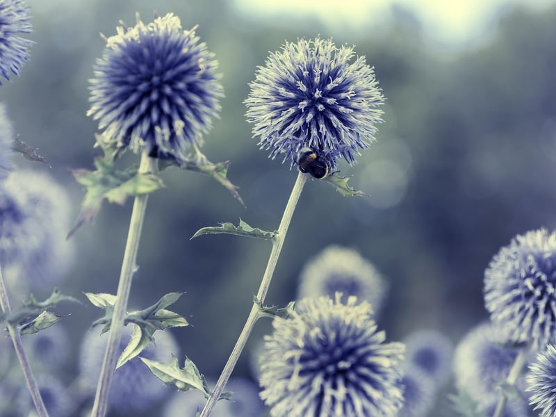 Garden Flowers Image