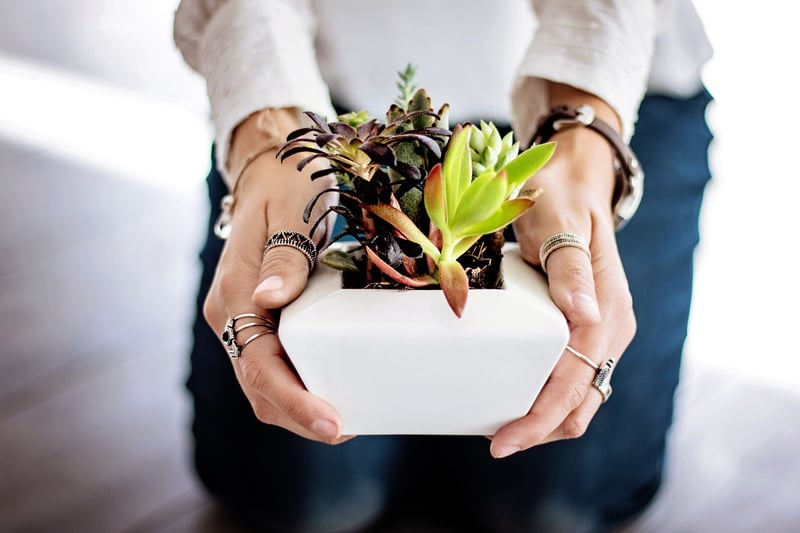 Vertical Succulent Display